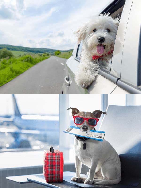 Tips for traveling with your pet.