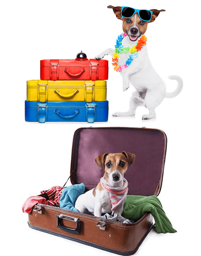 Tips for traveling with your pet