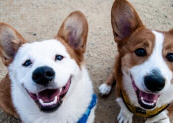 Dogs breeds that formerly had unimaginable jobs