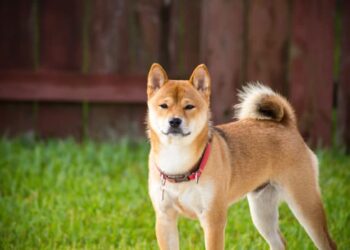 Curiosities about the akita inu dog breed