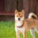Curiosities about the akita inu dog breed Curiosities about the akita inu dog breed