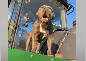 How about some funny dog reactions?