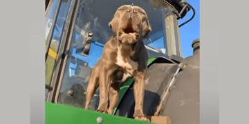 How about some funny dog reactions?