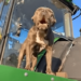 How about some funny dog reactions? How about some funny dog reactions?