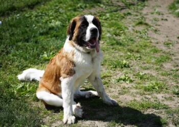 Interesting facts about the breed of dog Saint Bernard