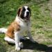 Interesting facts about the breed of dog Saint Bernard Interesting facts about the breed of dog Saint Bernard
