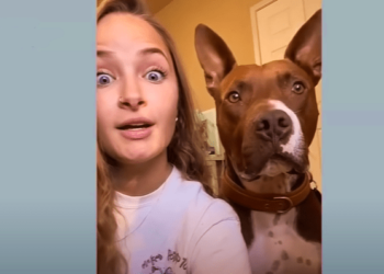 Just some funny Dog videos!