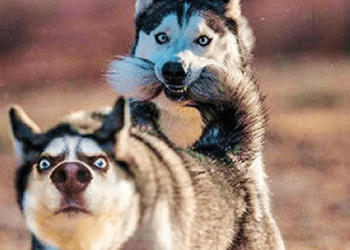 Laughing a little with these funny dogs!