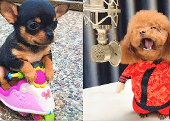 Some cute and funny baby dog videos!