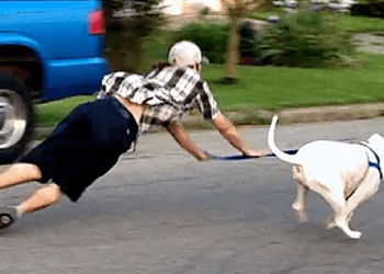 Some funny dog ​​clips!