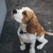 The most famous real and fictional dogs in history The most famous real and fictional dogs in history