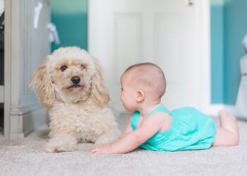 What are the best dog breeds for children?