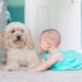 What are the best dog breeds for children? What are the best dog breeds for children?