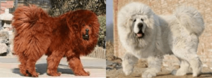 Tibetan Mastiff