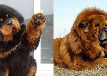 What is the most expensive breed of dog in the world.