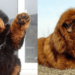 What is the most expensive breed of dog in the world. What is the most expensive breed of dog in the world.