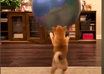 Which of all is the funniest dog?