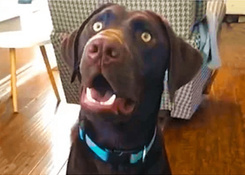 A few funny doggy videos!