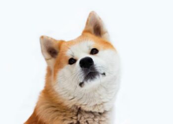 Most expensive dog breeds in the world