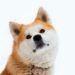 Most expensive dog breeds in the world Most expensive dog breeds in the world