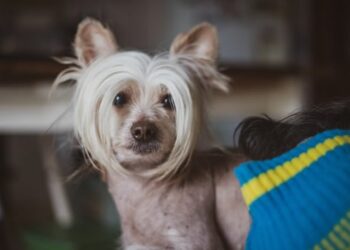 The rarest dogs in the world