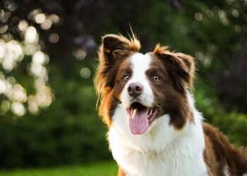Curiosities of the Border Collie, the smartest breed