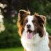 Curiosities of the Border Collie, the smartest breed Curiosities of the Border Collie, the smartest breed