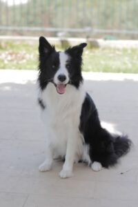 Curiosities of the Border Collie, the smartest breed