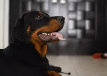 Curiosities of the Rottweiler