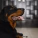Curiosities of the Rottweiler Curiosities of the Rottweiler
