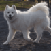 Curiosities of the Samoyed. Curiosities of the Samoyed.