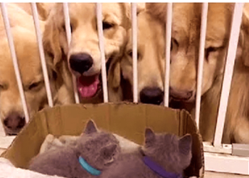 Curious Dog videos that will make you love them more!