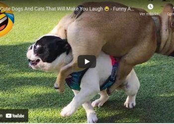 Cute Dogs that will make you laugh!