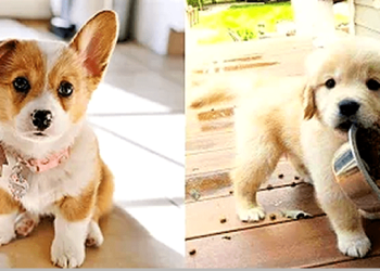 Cute and funny baby dog videos!