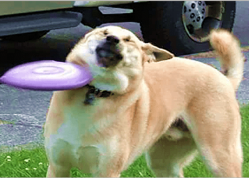 Cutest and funny dog videos!