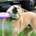 Cutest and funny dog videos! Cutest and funny dog videos!