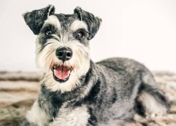 Dog breeds that will always look like puppies Dog breeds that will always look like puppies