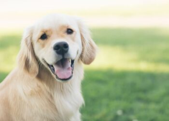 Essential vaccines that every dog should have.