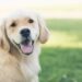 Essential vaccines that every dog should have. Essential vaccines that every dog should have.