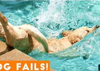 Funniest Dog Fail videos to laugh a while!