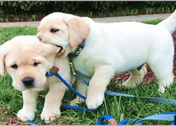 Funniest labrador dog videos!