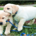 Funniest labrador dog videos! Funniest labrador dog videos!