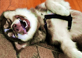 Funny dog compilation that make you laugh!