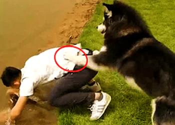 Funny old dog videos!