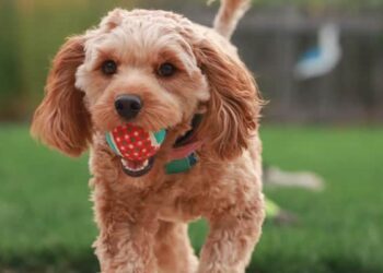Games to stimulate the minds of dogs