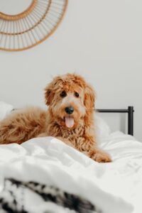 Is sleeping with your dog