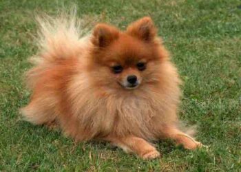 The most beautiful dog breeds that exist in the world