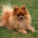 The most beautiful dog breeds that exist in the world The most beautiful dog breeds that exist in the world