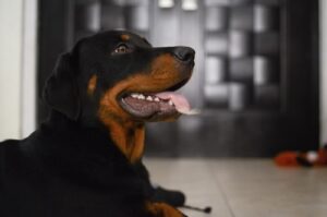 Rottweiler