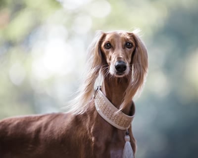 Saluki